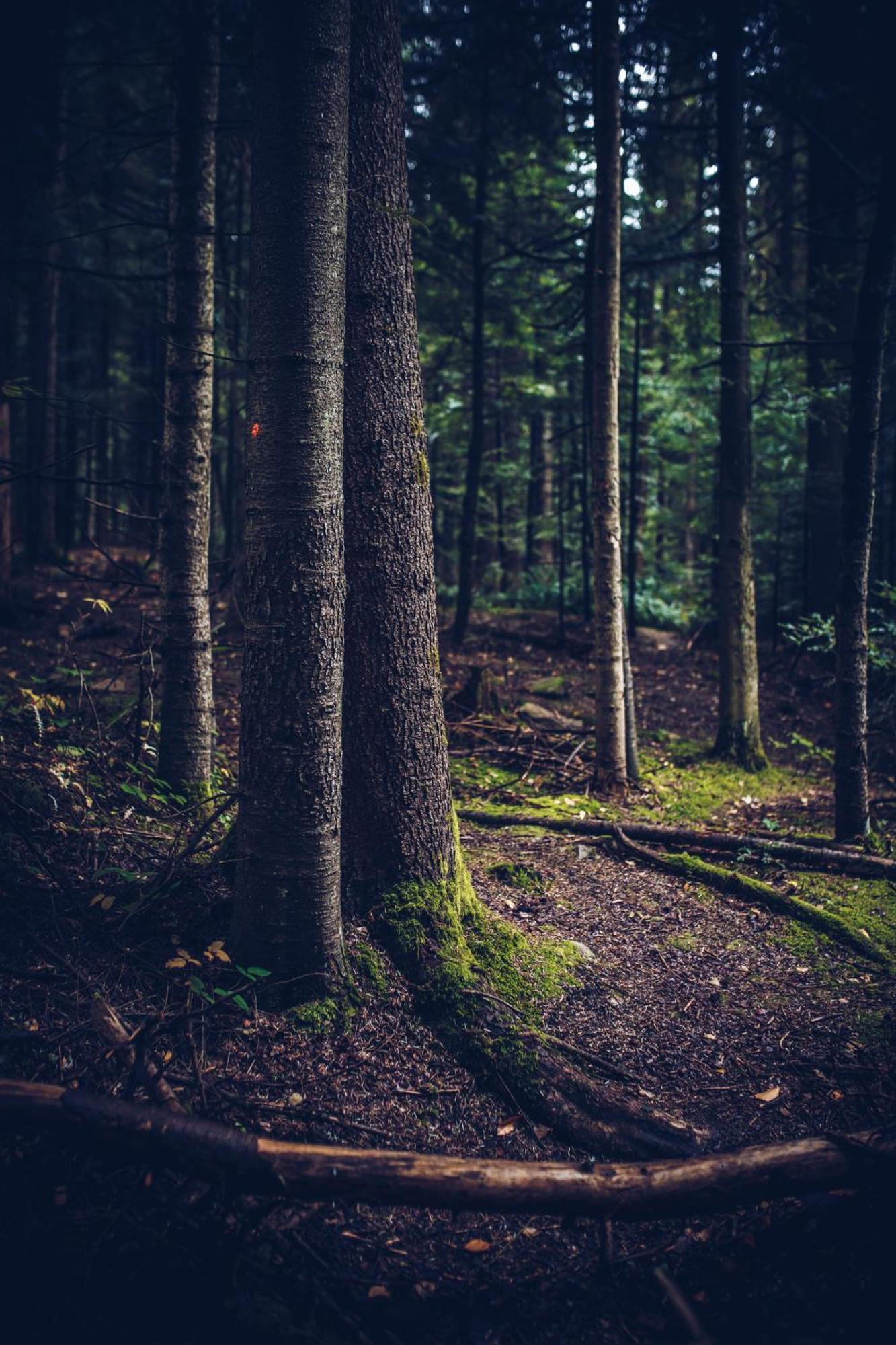 Losiowka Bystre  Bagian luar foto